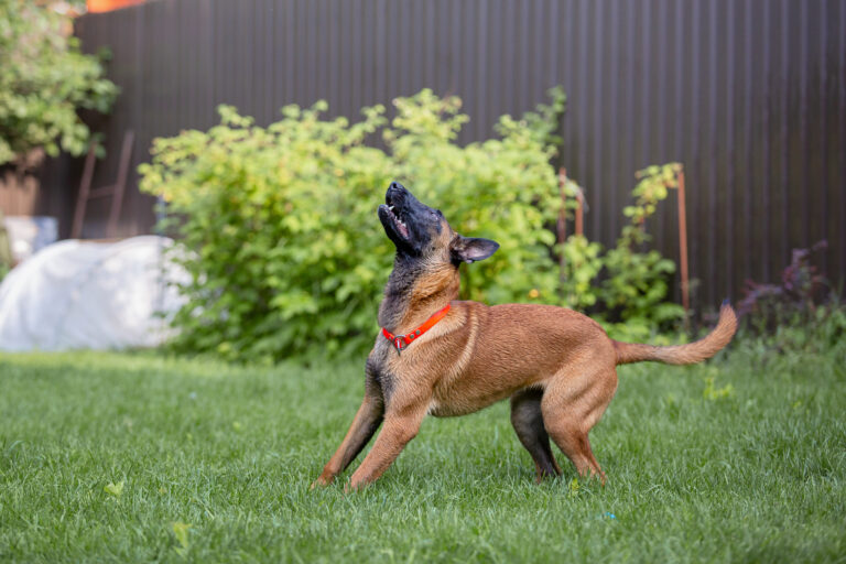 How to Create a Pet Friendly Backyard